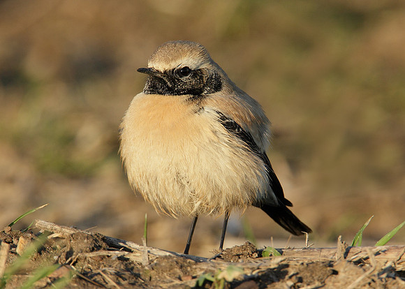 Desert Wheatear Oenanthe deserti