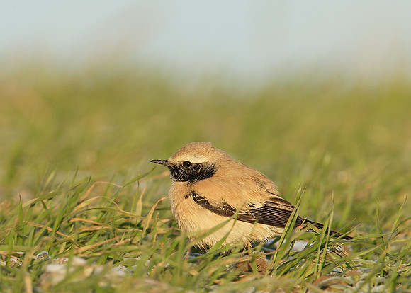 Desert Wheatear Oenanthe deserti