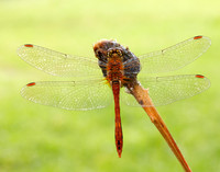 Ruddy Darter Sympetrum sanguineum