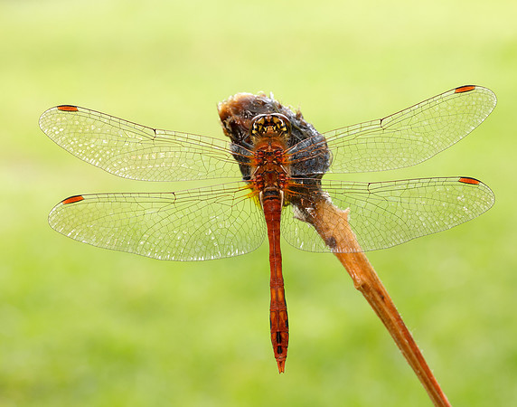 Ruddy Darter Sympetrum sanguineum
