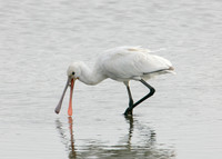 Spoonbill Platalea leucorodia