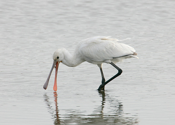 Spoonbill Platalea leucorodia