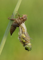 Four-spotted Chaser Libellula quadrimaculata