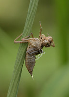 Four-spotted Chaser Libellula quadrimaculata