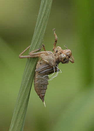 Four-spotted Chaser Libellula quadrimaculata