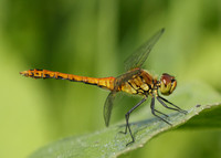 Ruddy Darter Sympetrum sanguineum