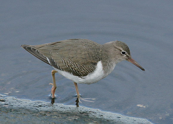 Spotted Sandpiper Actitis macularia
