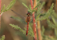 Ruddy Darter Sympetrum sanguineum