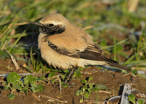 Desert Wheatear Oenanthe deserti