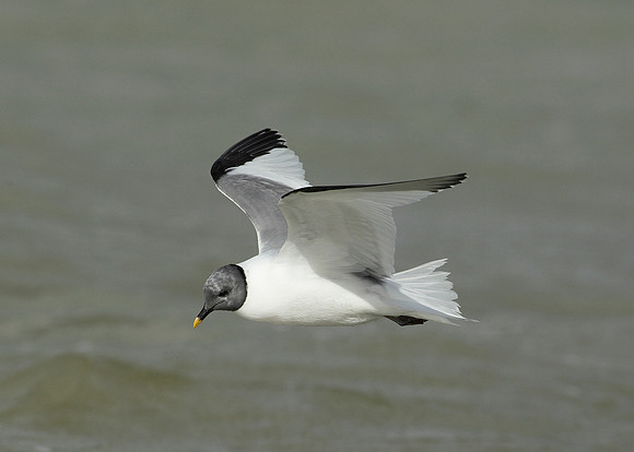 Sabine's Gull Xema sabini