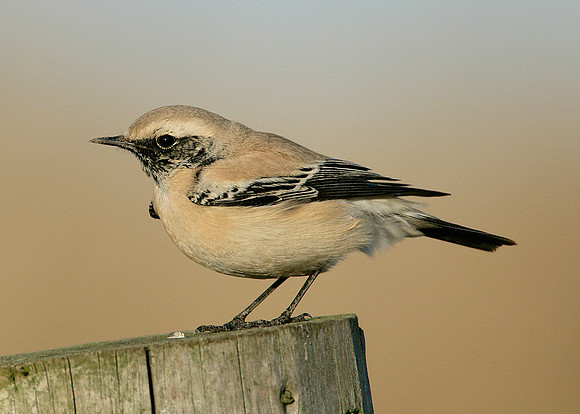 Desert Wheatear Oenanthe deserti