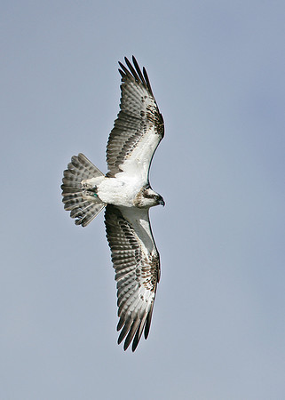 Osprey Pandion haliaetus