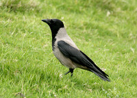 Hooded Crow Corvus corone cornix