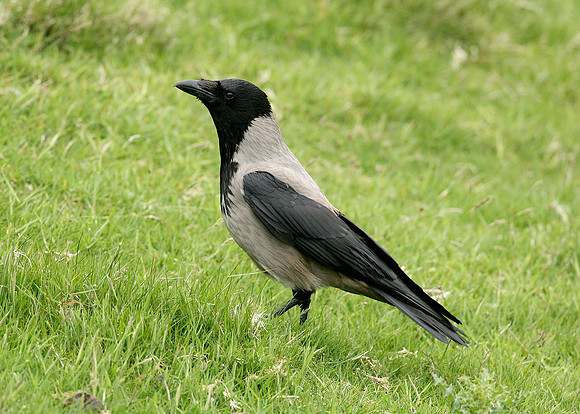 Hooded Crow Corvus corone cornix
