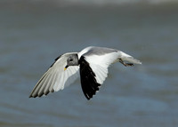 Sabine's Gull Xema sabini