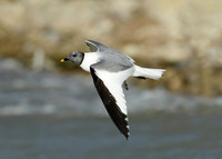 Sabine's Gull Xema sabini