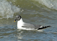 Sabine's Gull Xema sabini