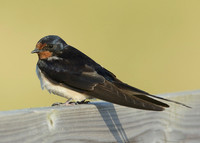 Swallow Hirundo rustica
