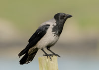 Crows, Starlings & Sparrows