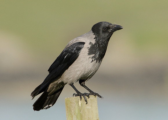 Hooded Crow Corvus corone cornix