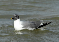 Sabine's Gull Xema sabini