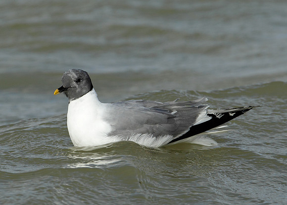 Sabine's Gull Xema sabini