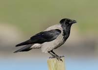 Hooded Crow Corvus corone cornix