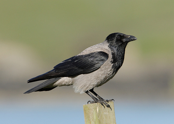 Hooded Crow Corvus corone cornix