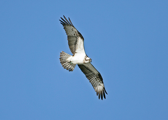 Osprey Pandion haliaetus