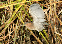 Green Heron Butorides striatus virescens