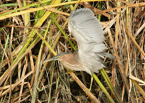 Green Heron Butorides striatus virescens