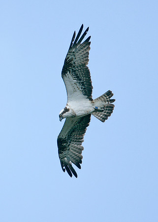 Osprey Pandion haliaetus