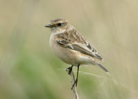 Siberian Stonechat Kilnsea, E Yorks Nov 2008