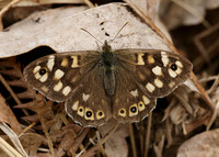 Speckled Wood Pararge aegeria