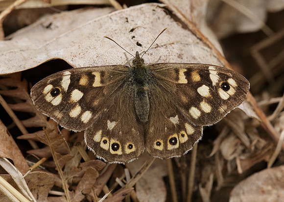 Speckled Wood Pararge aegeria