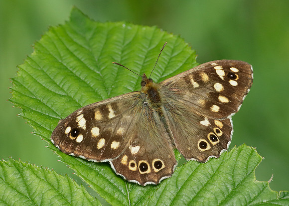 Speckled Wood Pararge aegeria