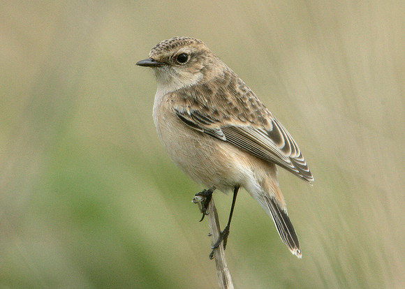 Siberian Stonechat Saxocola torquatus maurus/stejnegeri
