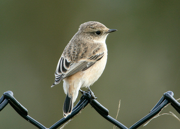 Siberian Stonechat Saxocola torquatus maurus/stejnegeri