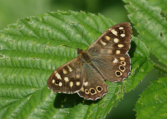 Speckled Wood Pararge aegeria