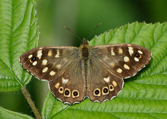 Speckled Wood Pararge aegeria