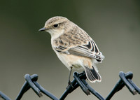 Siberian Stonechat Saxocola torquatus maurus/stejnegeri