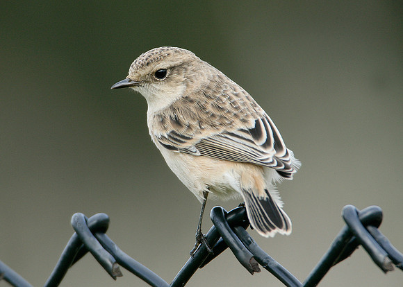 Siberian Stonechat Saxocola torquatus maurus/stejnegeri