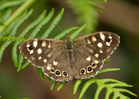 Speckled Wood Pararge aegeria