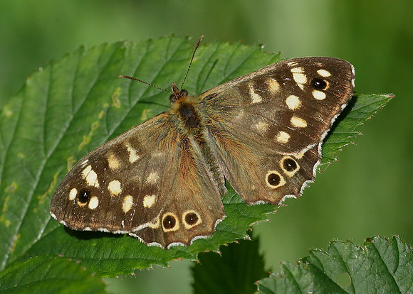 Speckled Wood Pararge aegeria