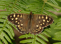 Speckled Wood Pararge aegeria