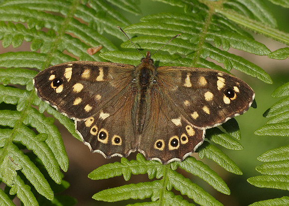 Speckled Wood Pararge aegeria