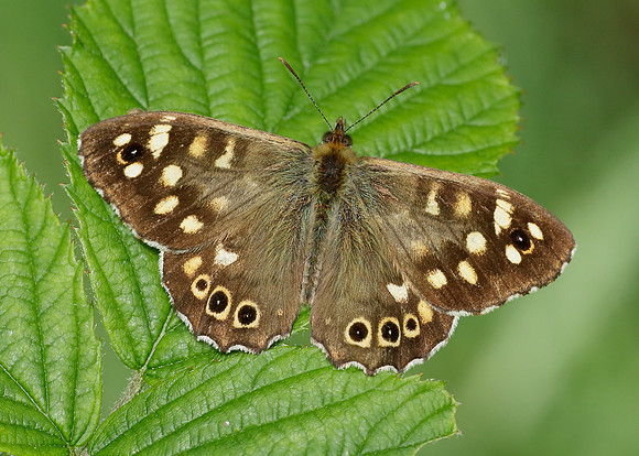 Speckled Wood Pararge aegeria