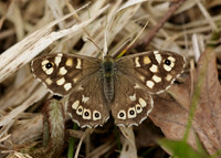 Speckled Wood Pararge aegeria