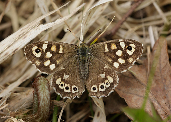 Speckled Wood Pararge aegeria