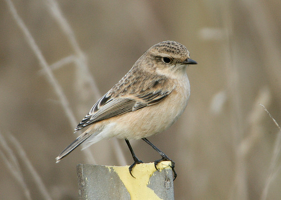 Siberian Stonechat Saxocola torquatus maurus/stejnegeri